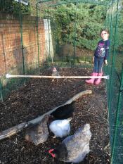 The chicken perch attached inside of a walk in chicken run.