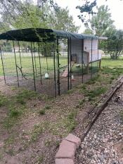 A large chicken walk in run enclosure attached to a large wooden chicken coop.