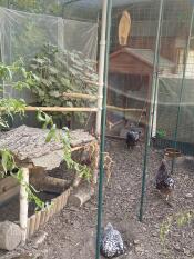 Chickens in the walk in run with a PoleTree installed to the side.