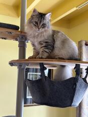A cat sitting on top of the freestyle cat tree hammock.