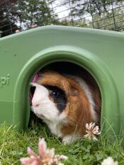 A guinea pig in the green Zippi Guinea Pig Shelter.