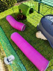 Two guinea pigs in their enclosure, with a shelter and two play tunnels