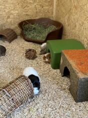 A green Zippi guinea pig shelter in an enclosure.
