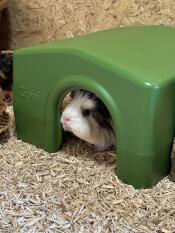 A guinea pig in the green Zippi guinea pig shelter.