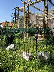 Rabbits in the Zippi Rabbit Run with Roof and Underfloor Mesh - Single Height.