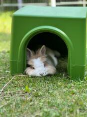Rabbit resting inside green Zippi Rabbit Shelter.
