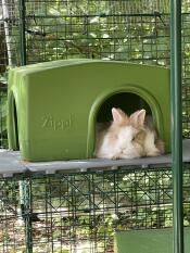 A rabbit sleeping inside the green Zippi shelter.