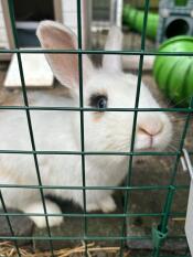 A close up of a rabbit in the green Zippi rabbit run.