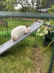 A rabbit climbing the ramp to the platforms in their enclosure.