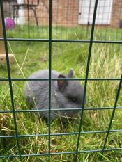 A rabbit in the Zippi rabbit playpen.