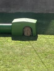 A rabbit sat inside the green Zippi rabbit shelter.