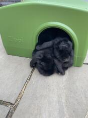 Two rabbits sleeping in the green Zippi rabbit shelter.