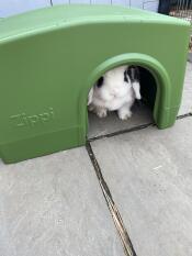 A rabbit inside the green Zippi rabbit shelter.