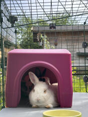 Two rabbits inside of the purple Zippi rabbit shelter.