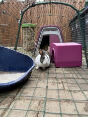 a rabbit in a run with a purple go hutch attached and a shelter