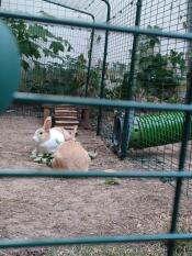 Two rabbits inside their rabbit outdoor run next to the Zippi tunnel.