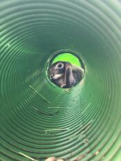 View of inside the green Zippi Tunnel, with a bunny rabbit at the end