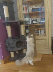 A cat clawing at the tall stak cat scratching post.