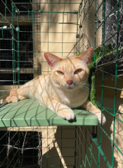 A cat relaxing in the sun on the Catio tunnel platform
