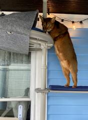 A cat sniffing the outdoor platform den attached to the freestyle cat tree.