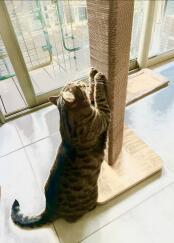 A cat clawing at the tall stak cat scratching post.