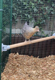 A little chicken discovering the perch of her enclosure