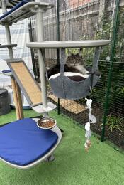 A cat resting in the outdoor cat hammock attached to the freestyle cat tree.