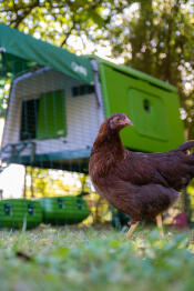 A chicken standing in front of a chicken coop.