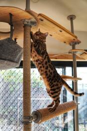 A cat clawing on the sisal scratcher attached to the freestyle cat tree.