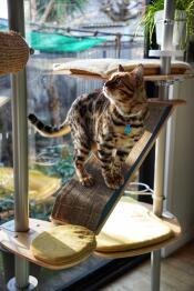 A cat standing on the scratcher of the freestyle cat tree.