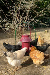 Chickens pecking at a feeder attached to the Feeder Drinker hoop.