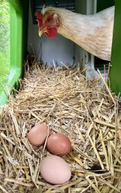 Inside view of the nest box inside a green Eglu Cube chicken coop, with a chicken looking over three freshly laid eggs on a pile of hay