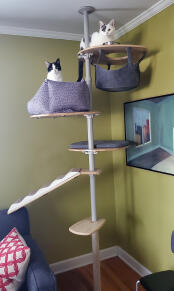The indoor freestyle cat tree set up in a living room with various accessories.