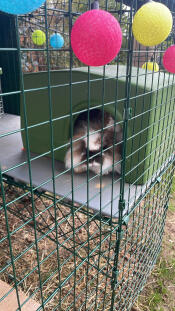 A rabbit using the green Zippi rabbit shelter.