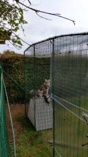 Cats enjoy the outdoors in all weathers thanks to tarpaulins Omlet