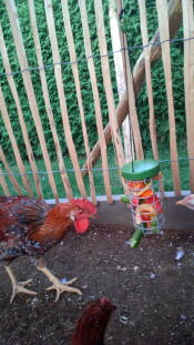 A chicken pecking a caddi treat holding with some vegetable in it.