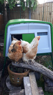 Chickens perching outside of their green Eglu Cube chicken coop.