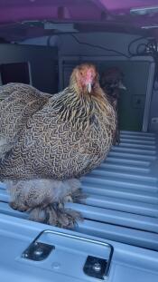 A chicken in the roosting bars section of the Eglu Cube chicken coop.