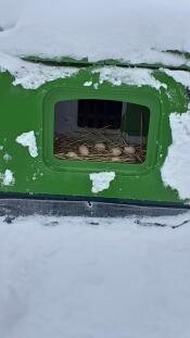 a green eglu cube in the snow with eggs laid inside on straw