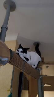 A cat clawing at the horizontal scratching pole.