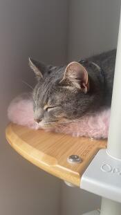 A cat sleeping on the pink faux sheepskin platform cushion.