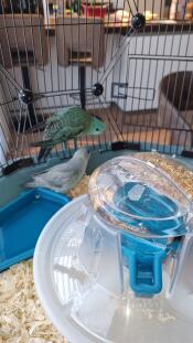 Two birds bathing in the blue geo bird bath