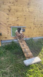 Chickens coming out of their traditional wooden chicken coop through the attached green Autodoor by Omlet