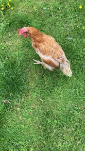 A chicken pecking in the grass.