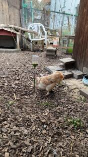 A chicken pecking at the Poppy Peck Toy.