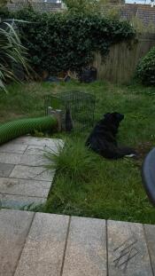 A rabbit enjoying the garden in a crate next to a dog.