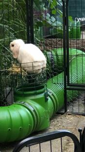 A rabbit sitting inside the Zippi hay rack.