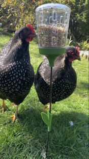 Two chickens pecking seeds from a peck toy