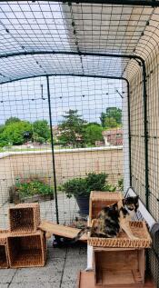 A transparent catio cover attached to a walk in cat run with rain on top.