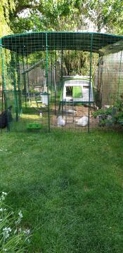 Chickens in their walk in run with green eglu cube.